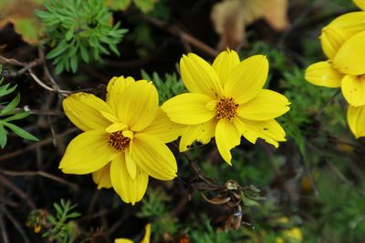 Close-up of yellow flowering plant