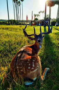 Deer in a field