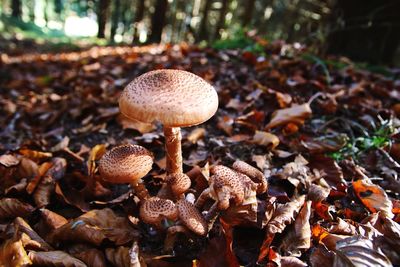 Close-up of mushroom growing in forest