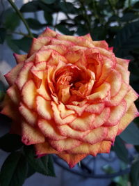 Close-up of red rose blooming outdoors