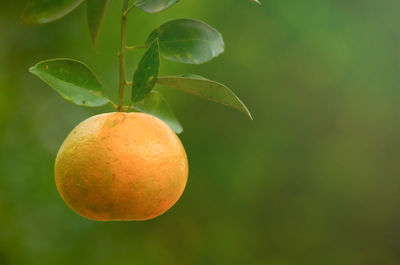 Close-up of orange fruit on tree