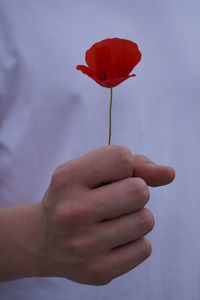 Close-up of hand holding red rose flower