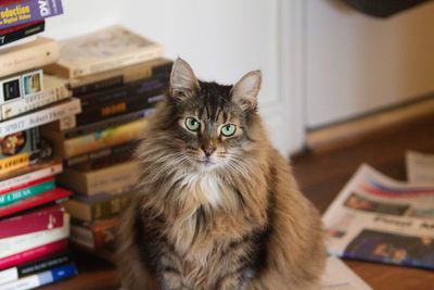 Portrait of cat on book at home