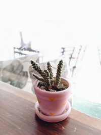 Close-up of potted plant on table