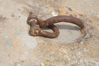 High angle view of lizard on rusty metal