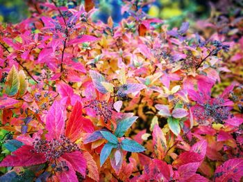 Close-up of autumnal leaves