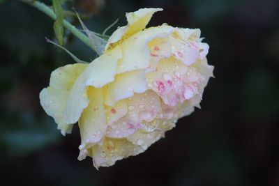 Close-up of wet pink rose blooming outdoors