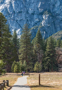 People walking on street amidst trees in forest