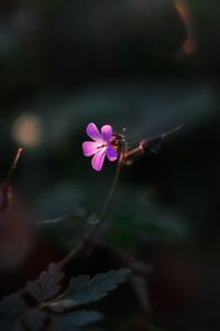 Close-up of pink flowering plant