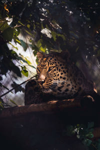 Close-up of a leopard sitting on a platform