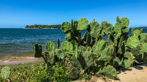 Cactus plant growing on sea shore against sky