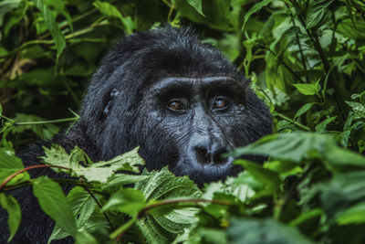 Portrait of a monkey