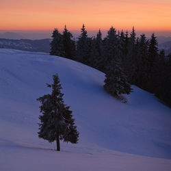 Trees on snow covered land during sunset