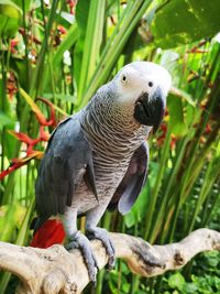 Close-up of parrot perching on branch