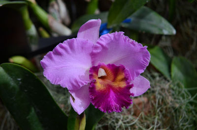 Close-up of pink flower blooming outdoors