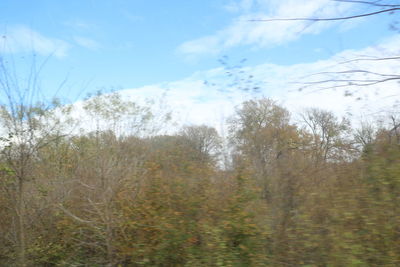 Trees in forest against sky