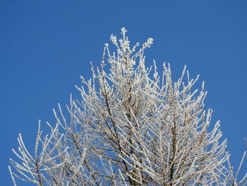 Low angle view of frozen plant against clear blue sky