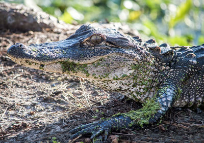 Close-up of crocodile