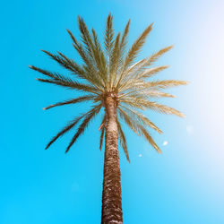 palm tree