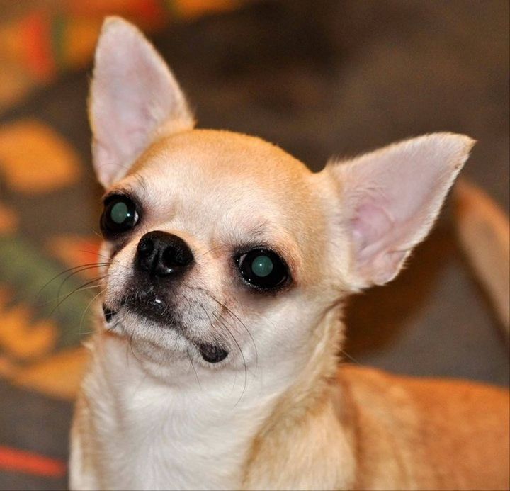 animal themes, one animal, pets, dog, domestic animals, mammal, portrait, looking at camera, focus on foreground, close-up, animal head, cute, indoors, front view, zoology, young animal, no people, sitting, white color