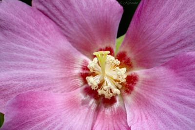 Close-up of pink hibiscus blooming outdoors