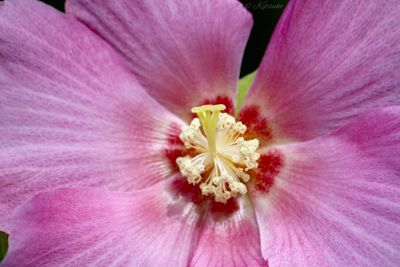 Close-up of pink hibiscus blooming outdoors