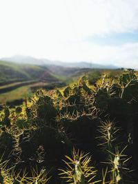 Plants growing on field against sky