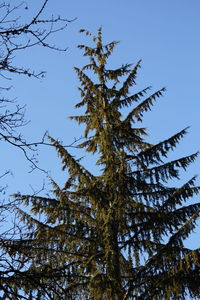 Low angle view of tree against clear blue sky