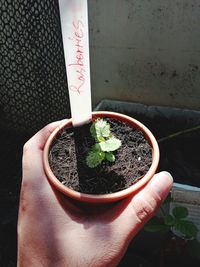 Close-up of hand holding potted plant