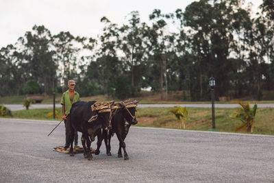 Man riding horse cart on road