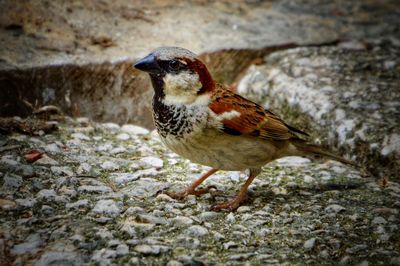 Close-up of bird perching on rock