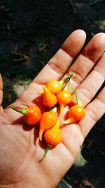 Close-up of hand holding tomato