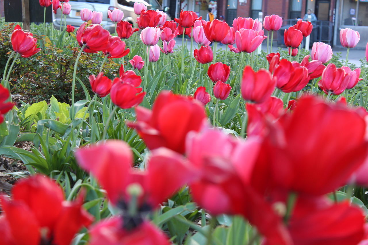 flower, freshness, growth, red, fragility, beauty in nature, petal, plant, blooming, tulip, nature, flower head, field, abundance, in bloom, leaf, park - man made space, outdoors, day, green color