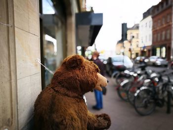 Close-up of teddy bear in city