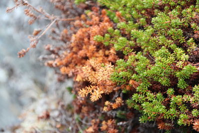 Close-up of plant