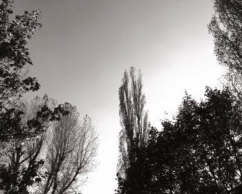 Low angle view of trees against clear sky