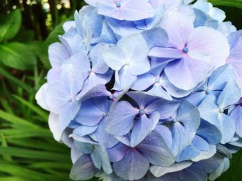 Close-up of purple flowers in park