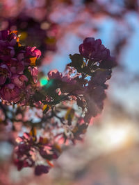 Close-up of cherry blossoms on tree