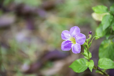 Close-up of purple flower blooming outdoors