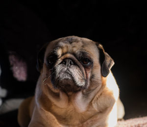 Close-up portrait of dog