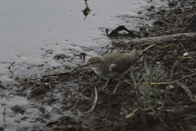 High angle view of bird in water