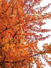 Low angle view of maple tree