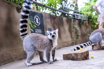 Curious ring-tailed lemur standing beside wood on footpath in zoo