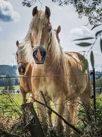 Horse standing in ranch against sky