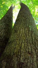 Low angle view of tree