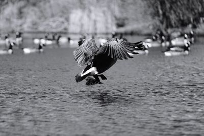 Close-up of birds flying over lake