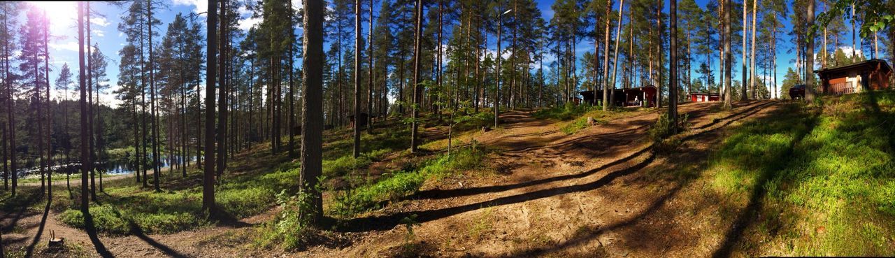 tree, tranquility, tree trunk, growth, landscape, sunlight, tranquil scene, nature, grass, field, forest, shadow, woodland, beauty in nature, day, outdoors, scenics, non-urban scene, panoramic, plant