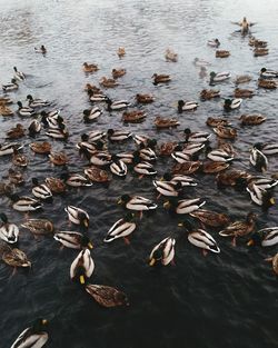 High angle view of swans swimming in lake
