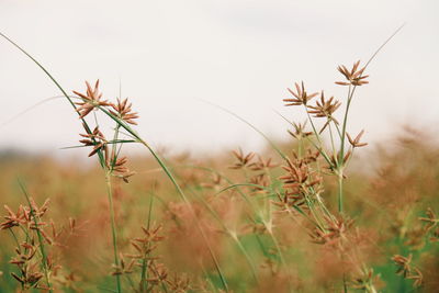 Close-up of flowering plants on field against sky