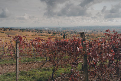 Scenic view of vineyard against sky